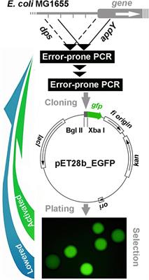 Excessive Promoters as Silencers of Genes Horizontally Acquired by Escherichia coli